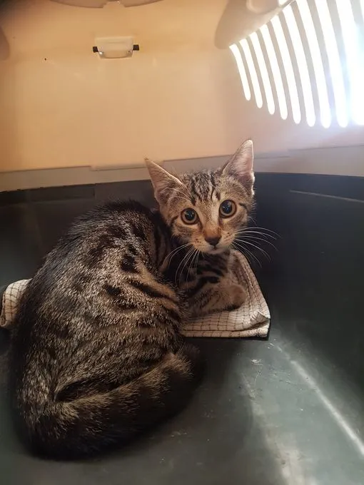 Hildegard - EKH zur Adoption