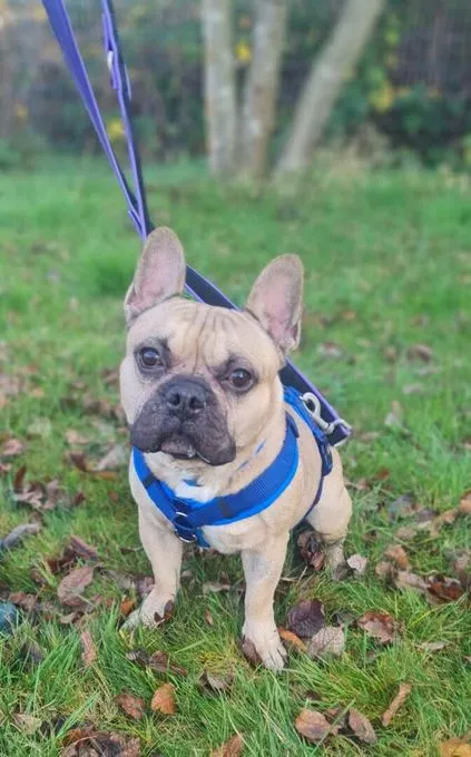 Dog from shelter, Jack | Französische Bulldogge Male