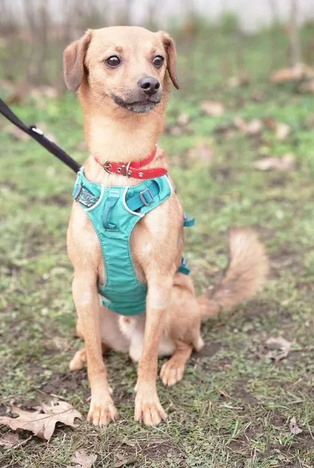 Dog from shelter, Pepe | Terrier Mix Male