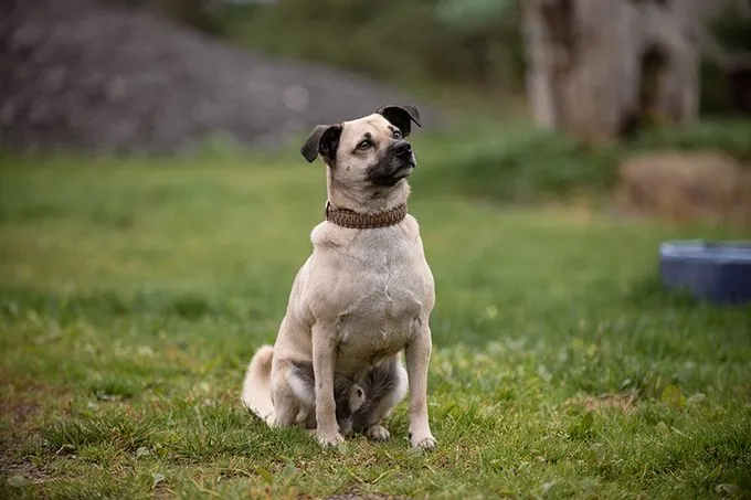 Siggi - Mischling zur Adoption