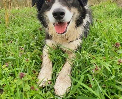 Dog from shelter, Titus | Australian Shepherd Male