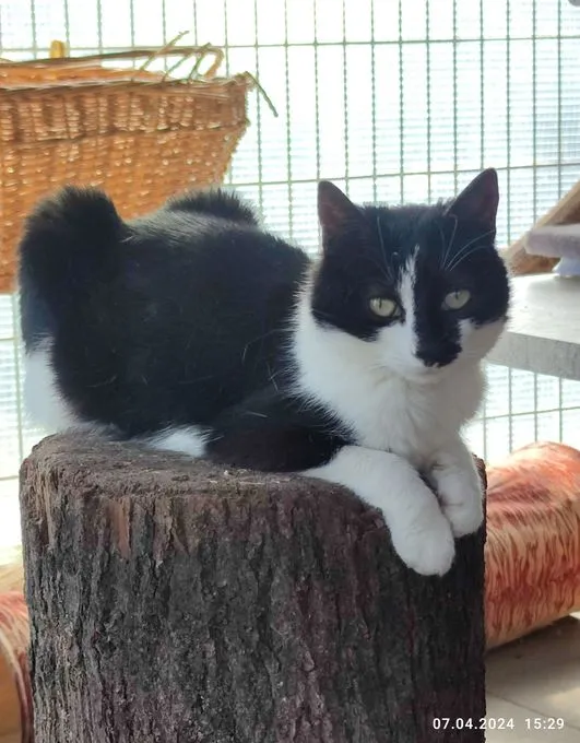 Cat from shelter, Penelope | Schwarz Weiß Europäisch Kurzhaar Female