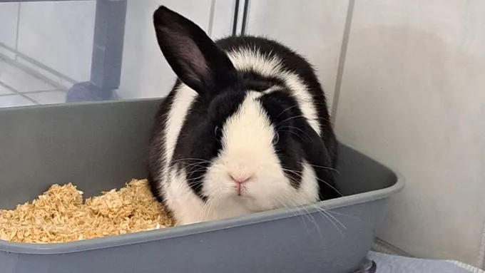 Brunhilde - Dutch Rabbit zur Adoption