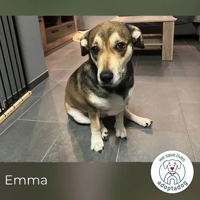 Emma  - Mischling zur Adoption