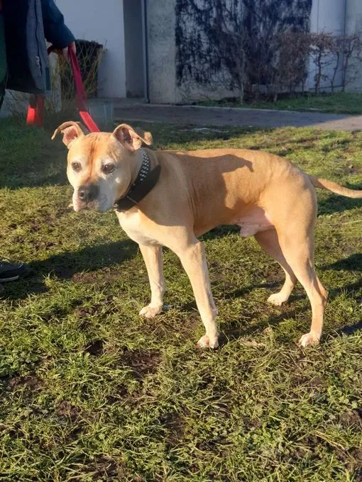 Dog from shelter, Rudi | Staffordshire Terrier Mix Male