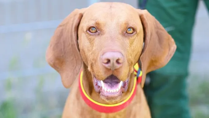 Bruno - Hund zur Adoption