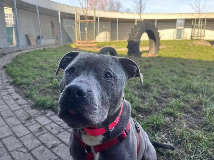 Dog from shelter, Hicks | Staffordshire Terrier Male