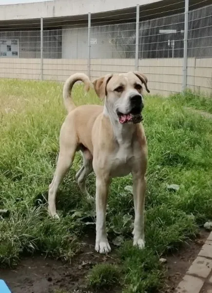 Vito - Presa Canario-Mix zur Adoption