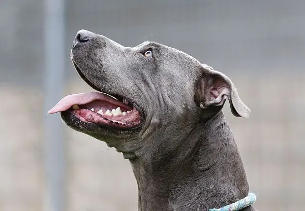 Dog from shelter, Tyra | Staffordshire Mix Female