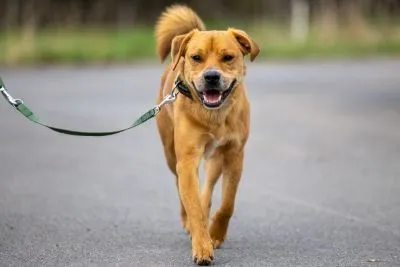 Hund aus Tierheim, Woody | Beige Weiß Mischling Männlich