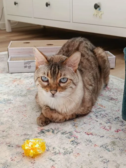 Cat from shelter, Kimba | Hellbraun Bengal Male