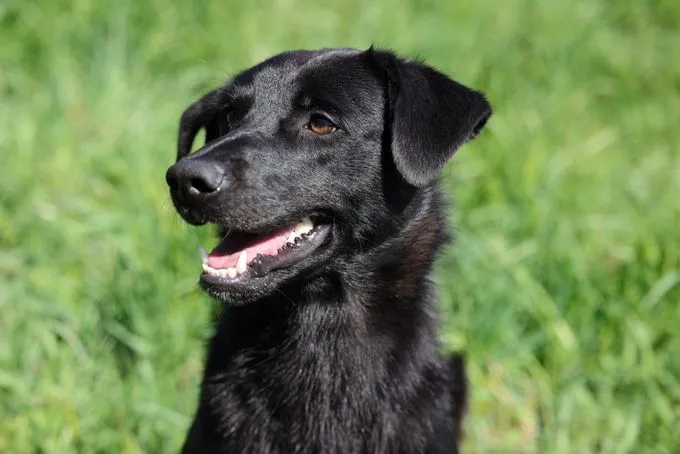 Dog from shelter, Benny | Schwarz Mischling Male