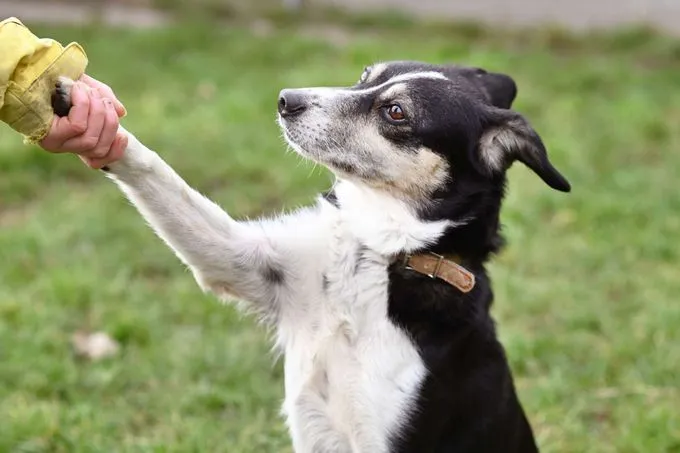 Dog from shelter, Filly | Collie Mix Female