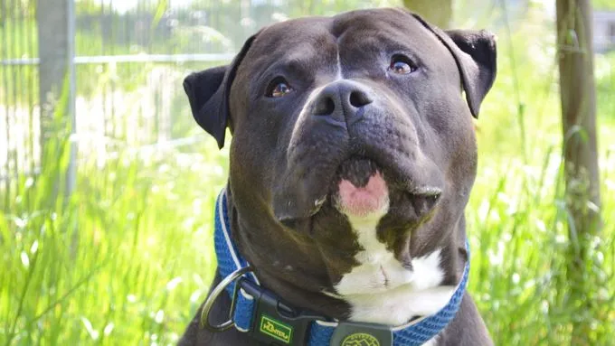 Moppi - XL-Bully-Mix zur Adoption