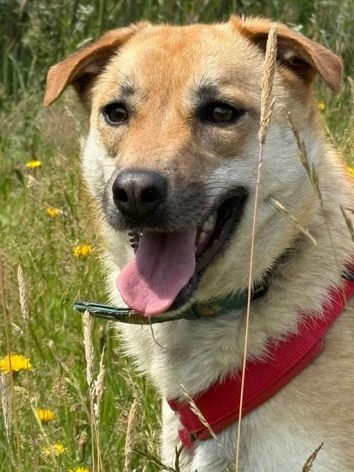 Cassy - Mischling zur Adoption
