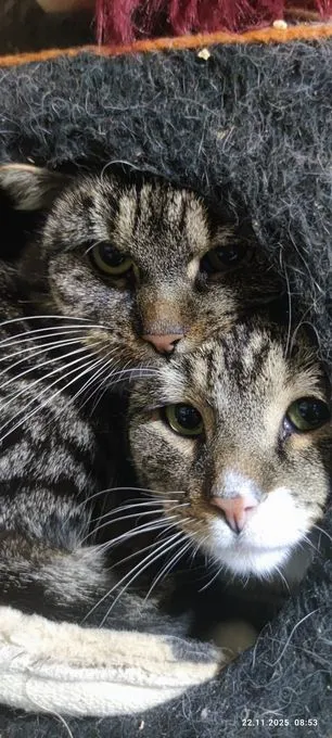 Shanti und Leo  - Europäisch Kurzhaar  zur Adoption