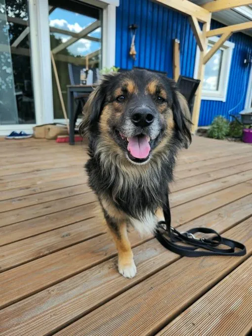 Pauli - mischling zur Adoption