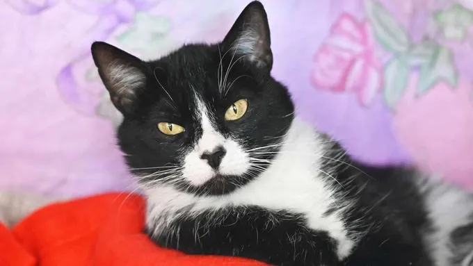 Cat from shelter, Finchen | Ekh Female