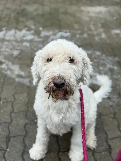 Pippa - Golden Doodle zur Adoption
