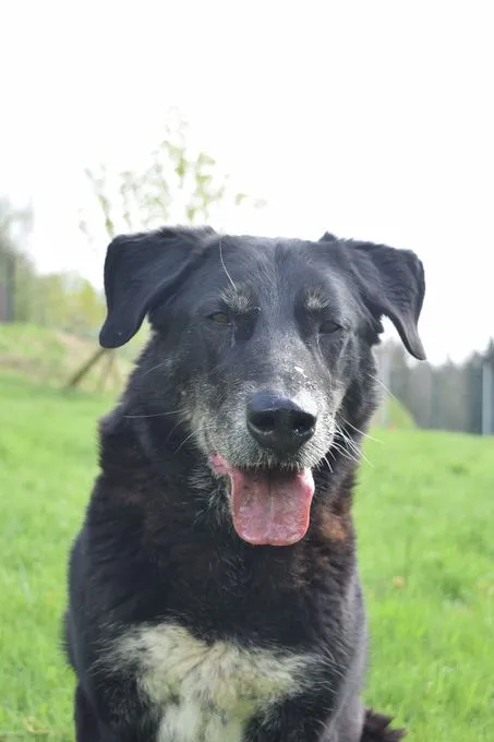 Dog from shelter, Dobby | Schwarz Husky Schäferhund Mischling Male