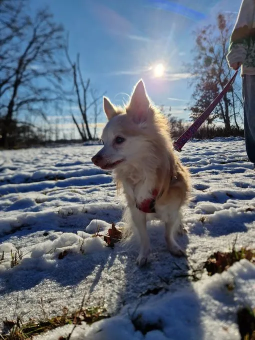 Hund aus Tierheim, Grumpy | Hellbraun Beige Langhaar Chihuahua Männlich