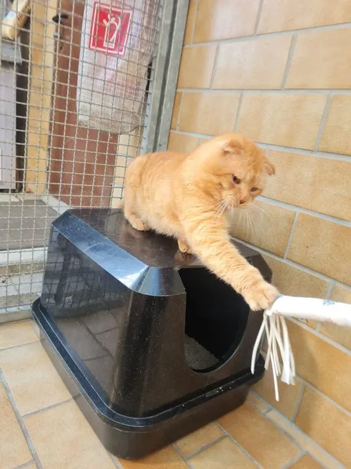 Cat from shelter, Sioux | Rotgetigert Ekh Scottisch Fold Mix Male