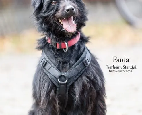 Dog from shelter, Paula | Terrier Mix Female