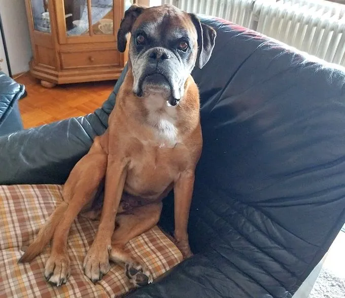 Aiko - boxer zur Adoption