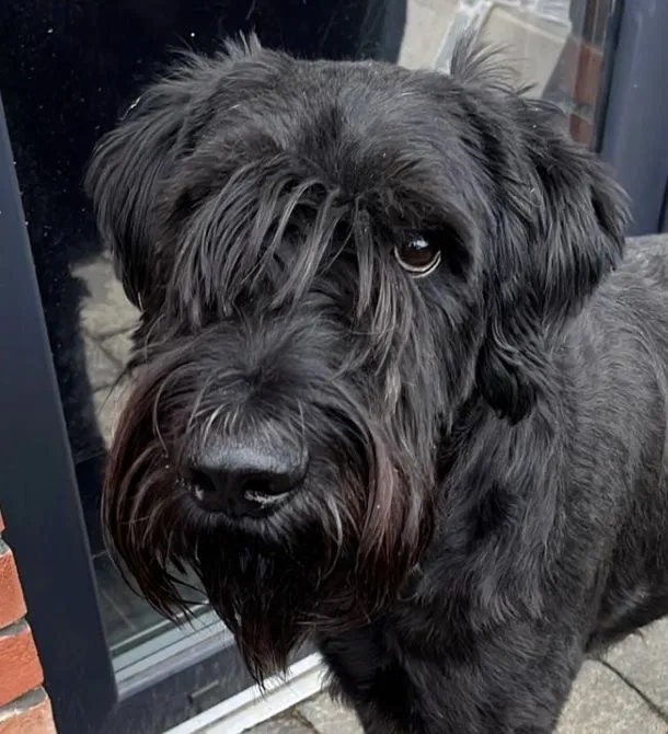Hund aus Tierheim, Levi | Schwarz Riesenschnauzer Männlich