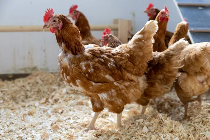 Legehybriden - Huhn zur Adoption