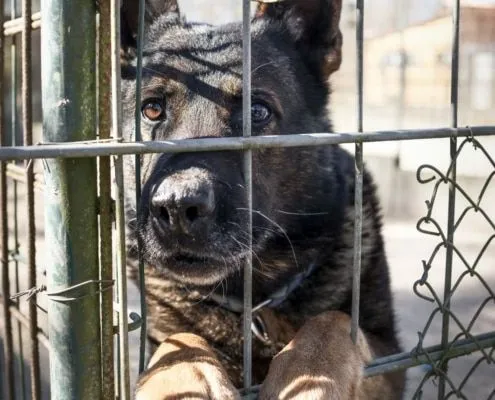 Dog from shelter, Cook | Schäferhund Male