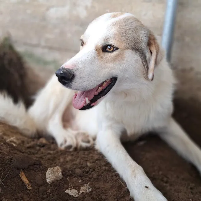 Balu - mischling zur Adoption