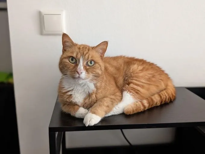 Sandy - ekh zur Adoption