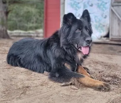 Benny - Altdeutscher Schäferhund zur Adoption