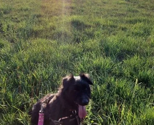 Dog from shelter, Paula | Terrier Mix Female