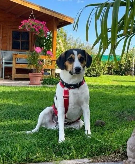 Wolfgang - mischling zur Adoption