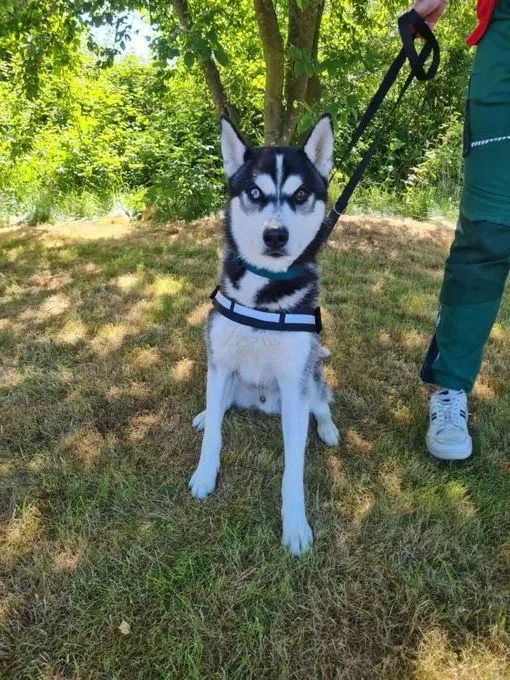 Dog from shelter, Kolja | Husky Mix Male