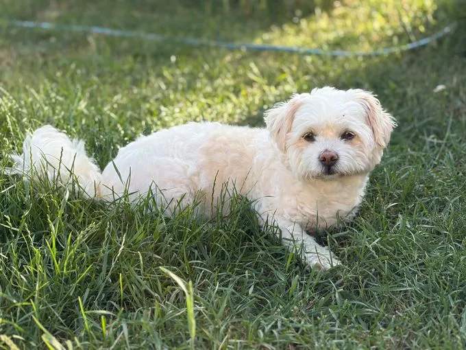 Fonsi - mischling zur Adoption