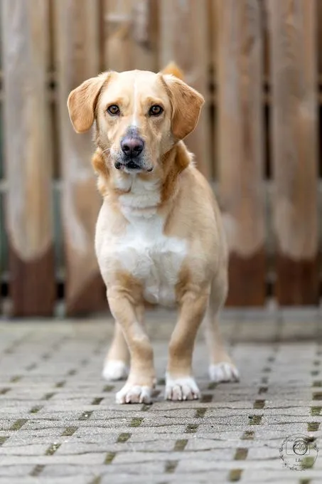 Oli - labrador-mix zur Adoption