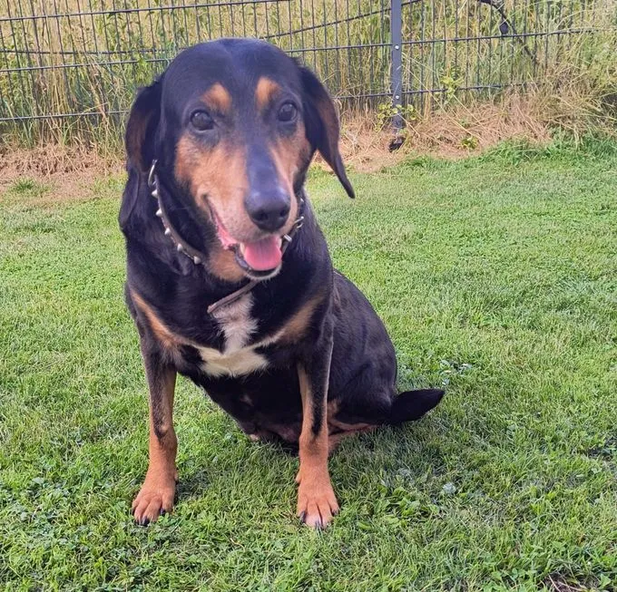 Amira - mischling zur Adoption