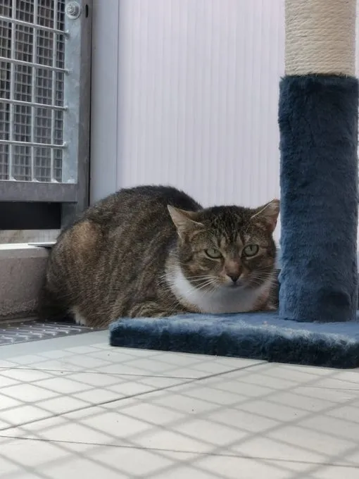K25-019 Felicity - EKH zur Adoption