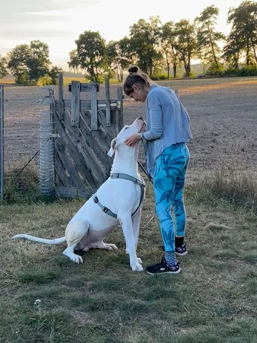 Hund aus Tierheim, Prinz | Deutsche Dogge Männlich