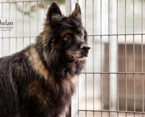 Dog from shelter, Phelan | Schäferhund Male