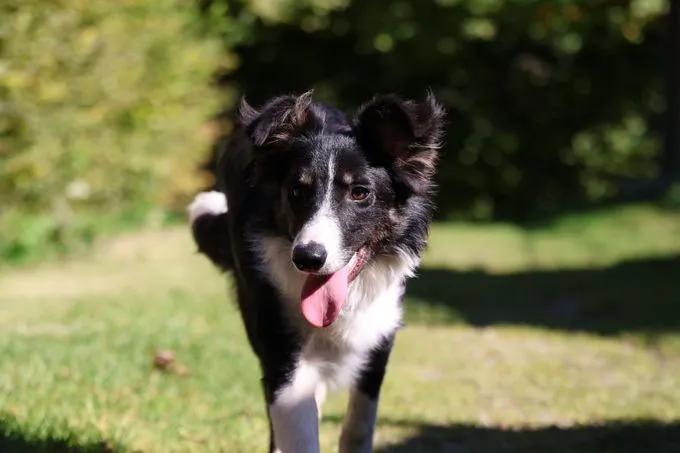 Flip - Border Collie Mix zur Adoption