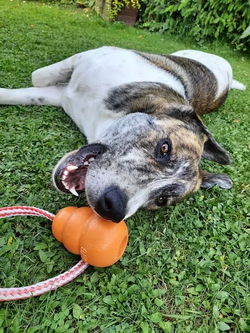 Dog from shelter, Rulis | Weiss Und Braun Mischling Male