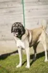 Dog from shelter, Lady | Beige Mit Schwarzer Maske Kangal Female
