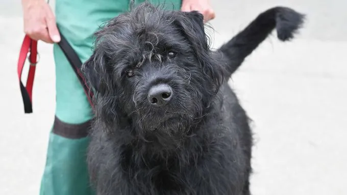 Hund aus Tierheim, Levi | Riesenschnauzer Mix Weiblich
