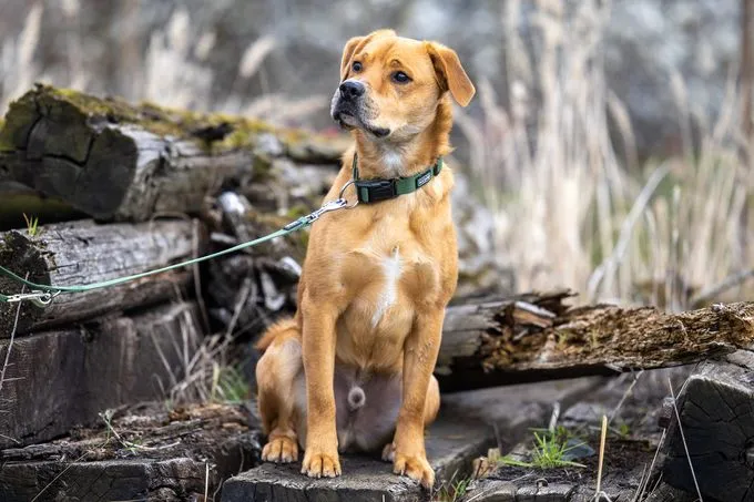 Dog from shelter, Woody | Beige Weiß Mischling Male