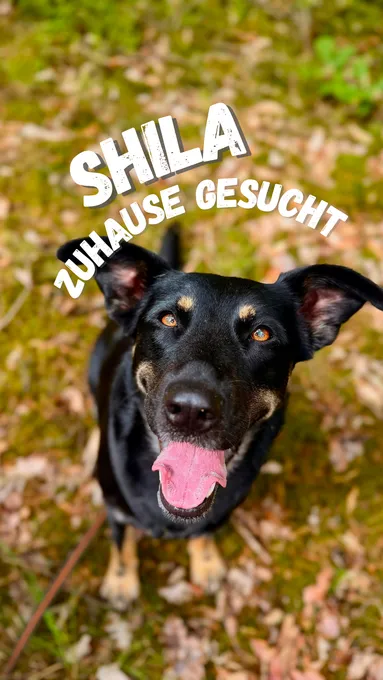 Shila - mischling zur Adoption