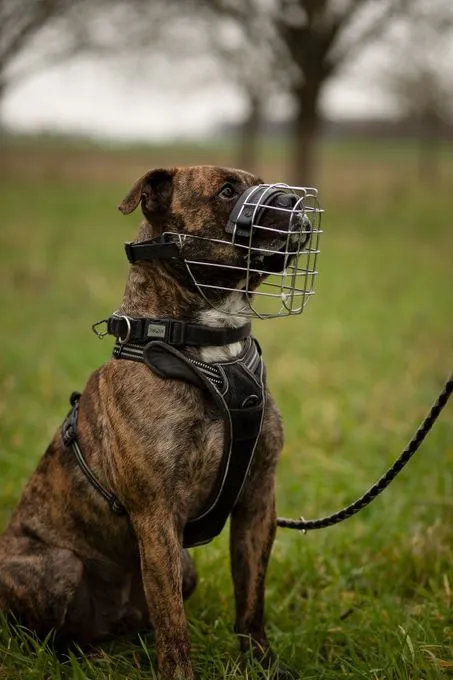 Spencer - Staffordshire - Mischling zur Adoption